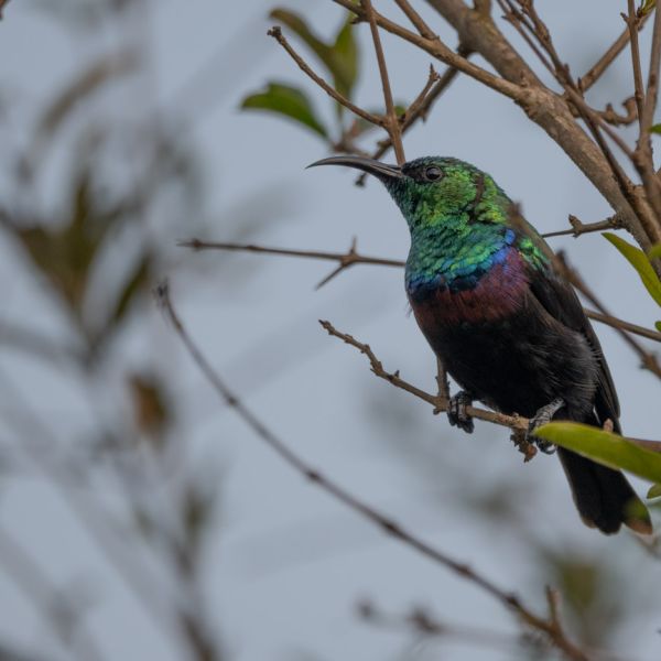 Bunte Tierwelt Ugandas