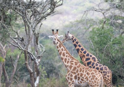 Nationalpark Lake Mburo