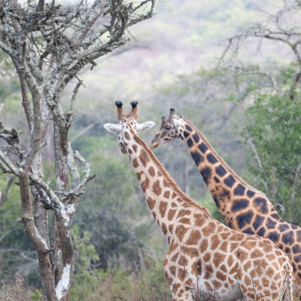 Nationalpark Lake Mburo