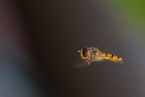 Eine Schwebfliege im eigenen Universum