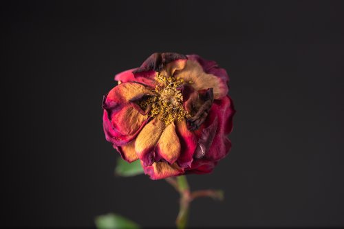 Verwelkende Rose
