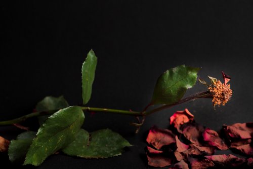 verwelkende Rose