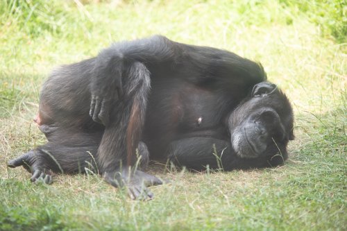 Schimpanse im Entspannungsmodus